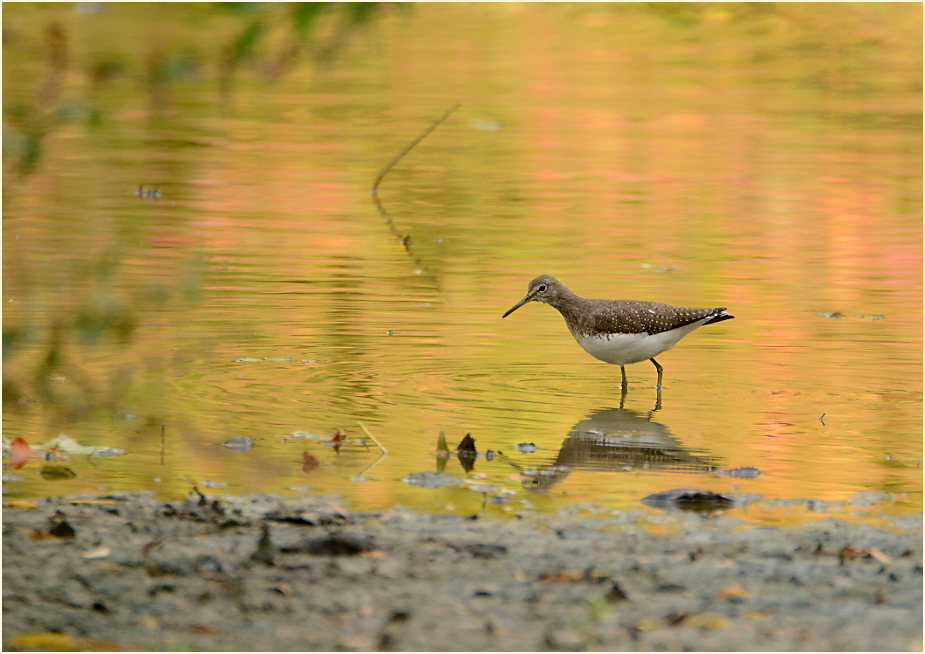 Waldwasserläufer (Tringa ochropus)