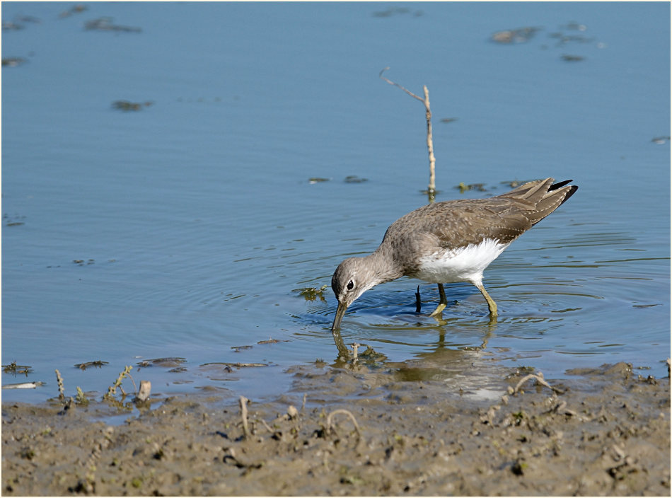 Waldwasserläufer (Tringa ochropus)