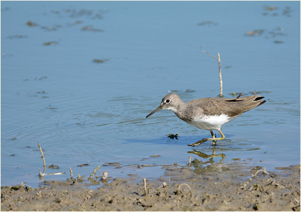 Waldwasserläufer (Tringa ochropus)