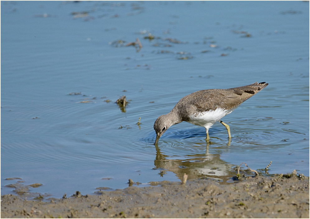 Waldwasserläufer (Tringa ochropus)