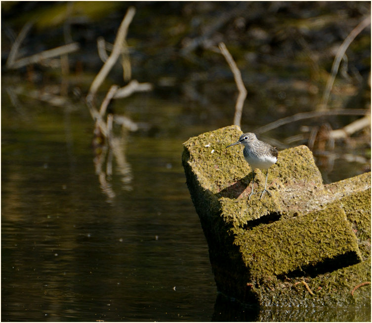 Waldwasserläufer (Tringa ochropus)