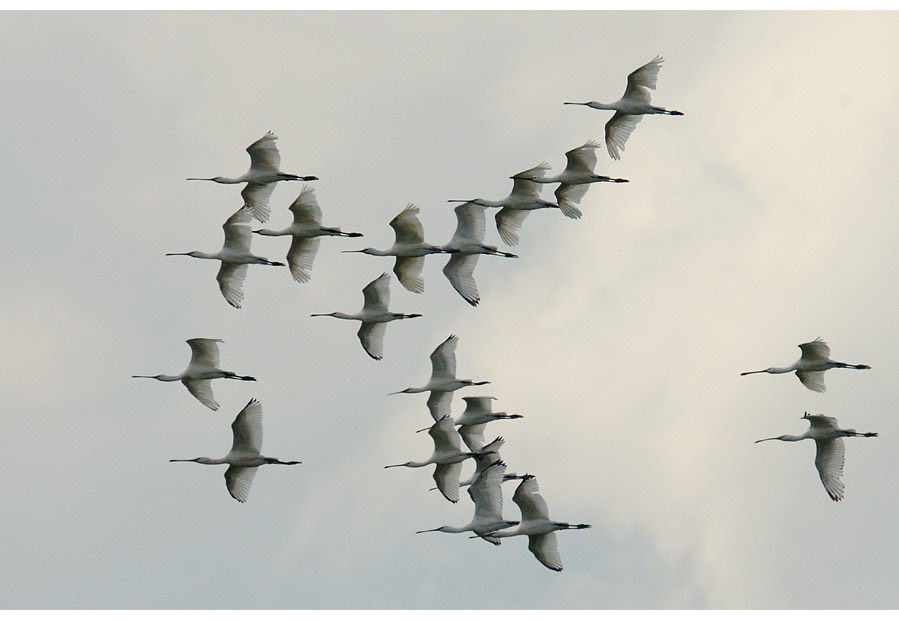 L&ouml;ffler, Walsumer Rheinaue Duisburg