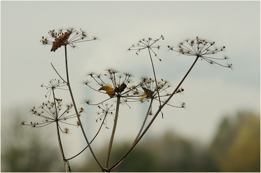 Herbst, Walsumer Rheinaue Duisburg