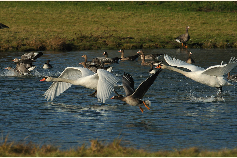 H&ouml;ckerschw&auml;ne und Bl&auml;&szlig;g&auml;nse, Walsumer Rheinaue Duisburg