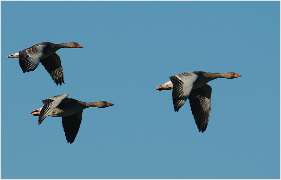 Graug&auml;nse, Walsumer Rheinaue Duisburg