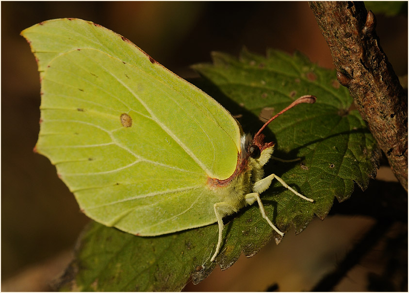 Zitronenfalter, Walsumer Rheinaue Duisburg