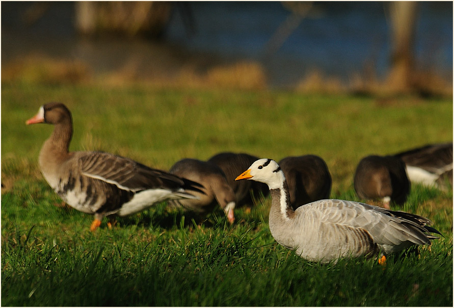 Streifengans, Walsumer Rheinaue Duisburg