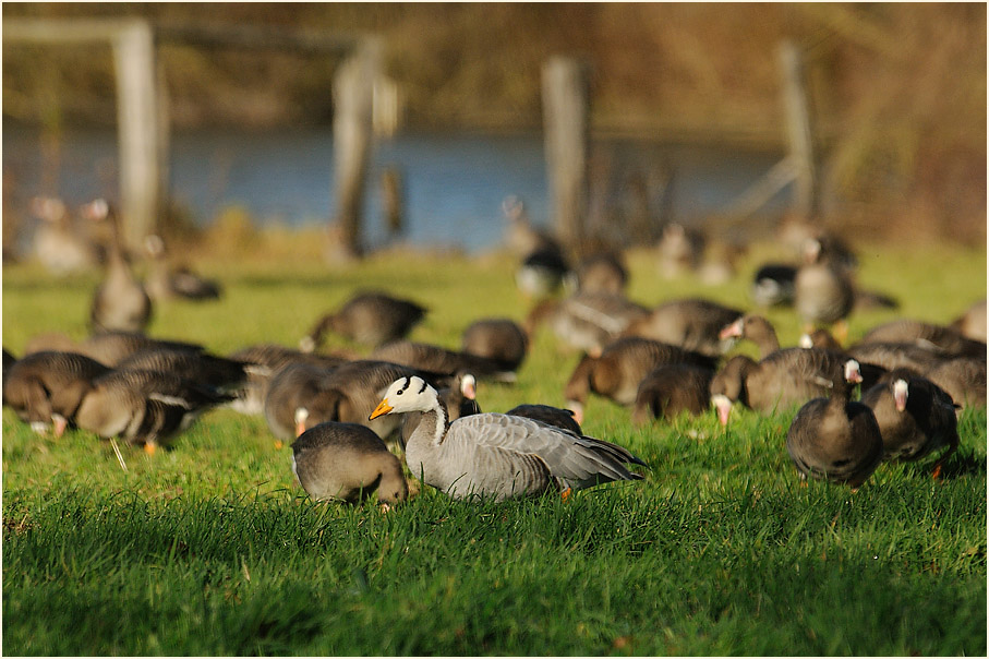 Streifengans, Walsumer Rheinaue Duisburg
