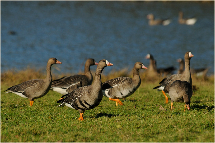 Bl&auml;&szlig;g&auml;nse Walsumer Rheinaue Duisburg