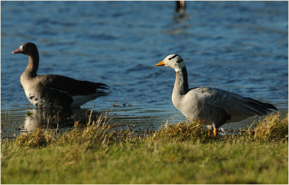 Streifengans, Walsumer Rheinaue Duisburg