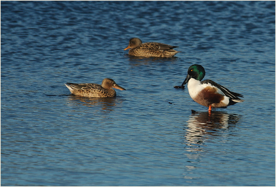 L&ouml;ffelenten, Walsumer Rheinaue Duisburg