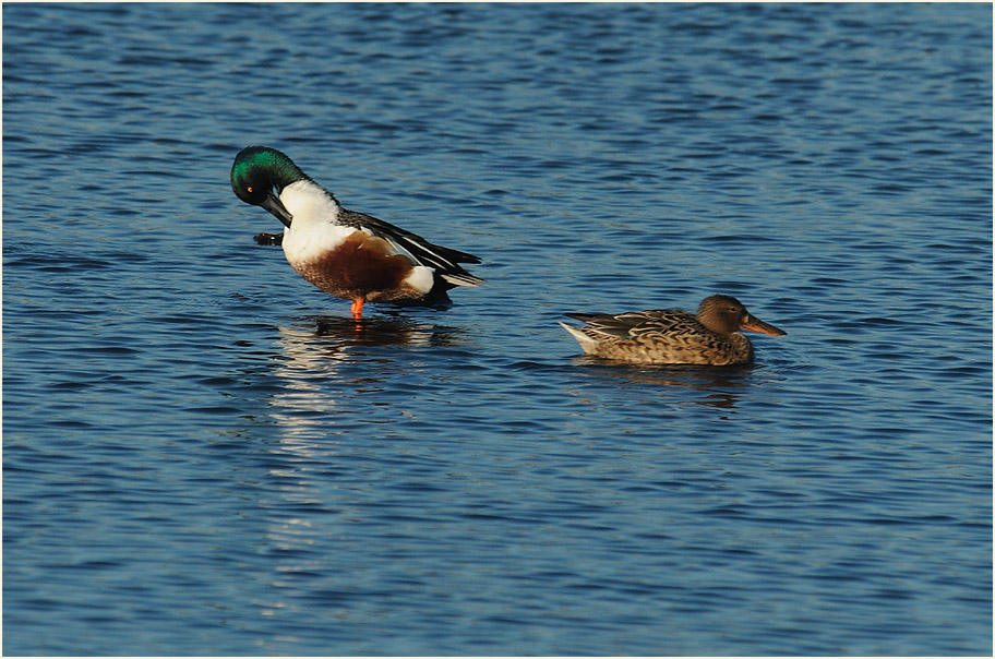 L&ouml;ffelenten, Walsumer Rheinaue Duisburg