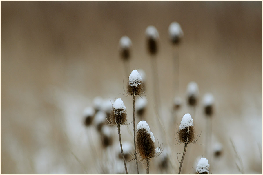 Wilde Karde im Winter, Walsumer Rheinaue Duisburg