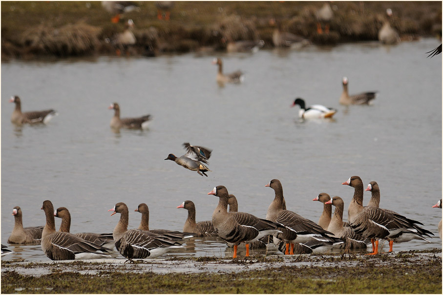 Bl&auml;&szlig;g&auml;nse, Walsumer Rheinaue Duisburg