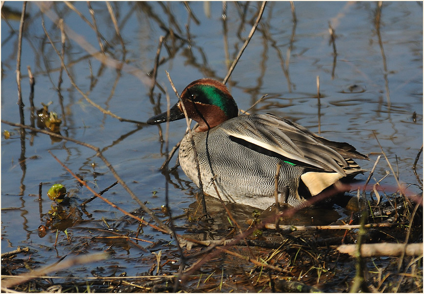 Krickente, Walsumer Rheinaue Duisburg
