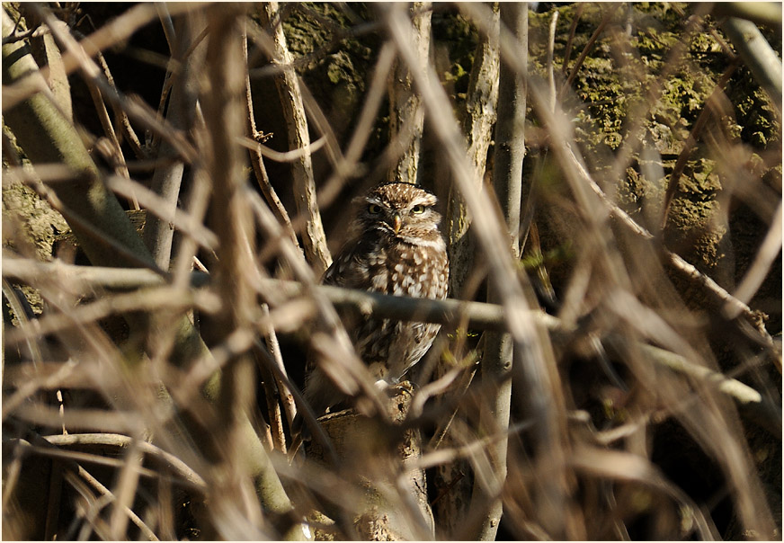 Steinkauz, Walsumer Rheinaue Duisburg