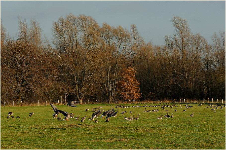 Bl&auml;&szlig;g&auml;nse Walsumer Rheinaue Duisburg
