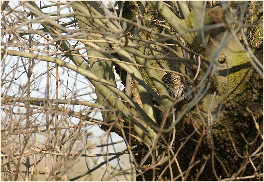 Steinkauz, Walsumer Rheinaue Duisburg