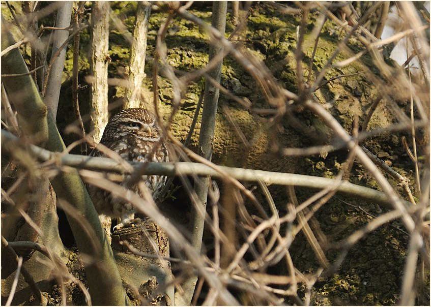 Steinkauz, Walsumer Rheinaue Duisburg