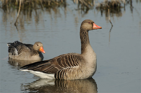 vergrößern