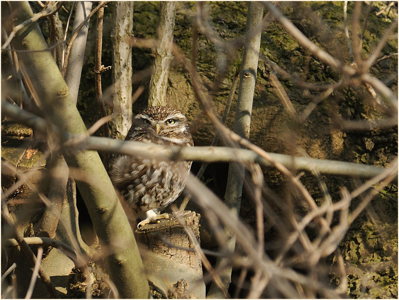 Steinkauz, Walsumer Rheinaue Duisburg