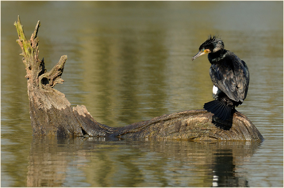 Kormoran, Walsumer Rheinaue Duisburg