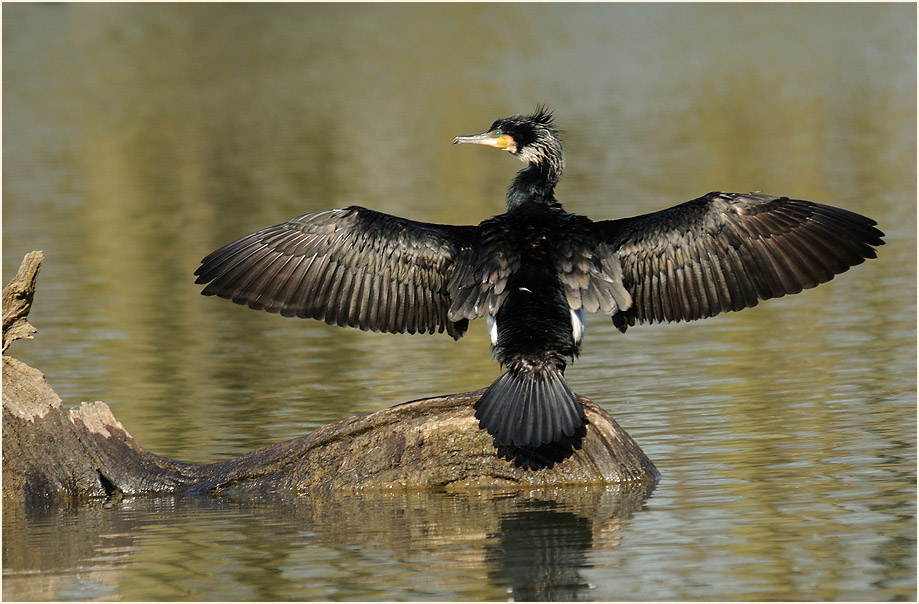 Kormoran, Walsumer Rheinaue Duisburg