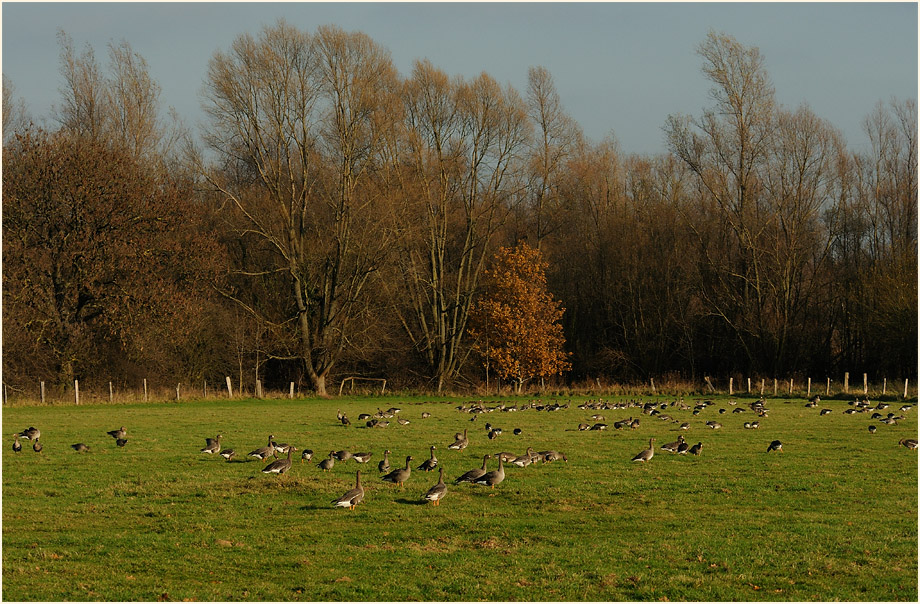 Bl&auml;&szlig;g&auml;nse Walsumer Rheinaue Duisburg