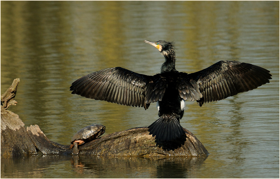 Kormoran, Walsumer Rheinaue Duisburg