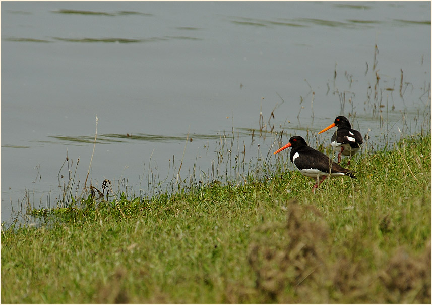 Austernfischer, Walsumer Rheinaue Duisburg