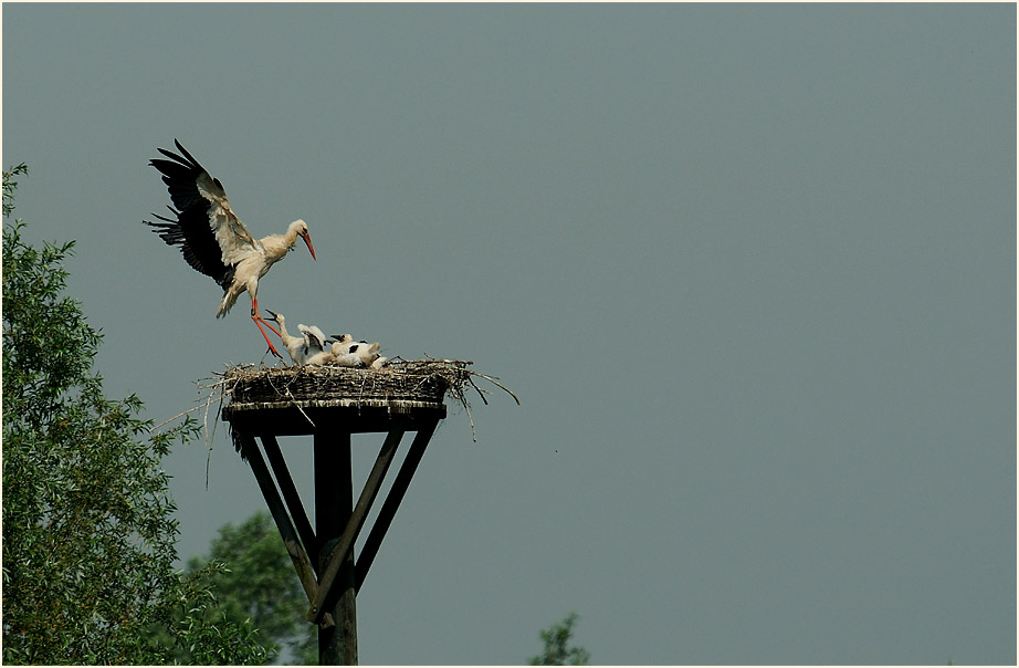 Wei&szlig;storchfamilie, Walsumer Rheinaue Duisburg