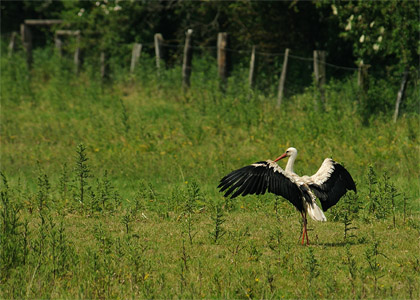 vergrößern