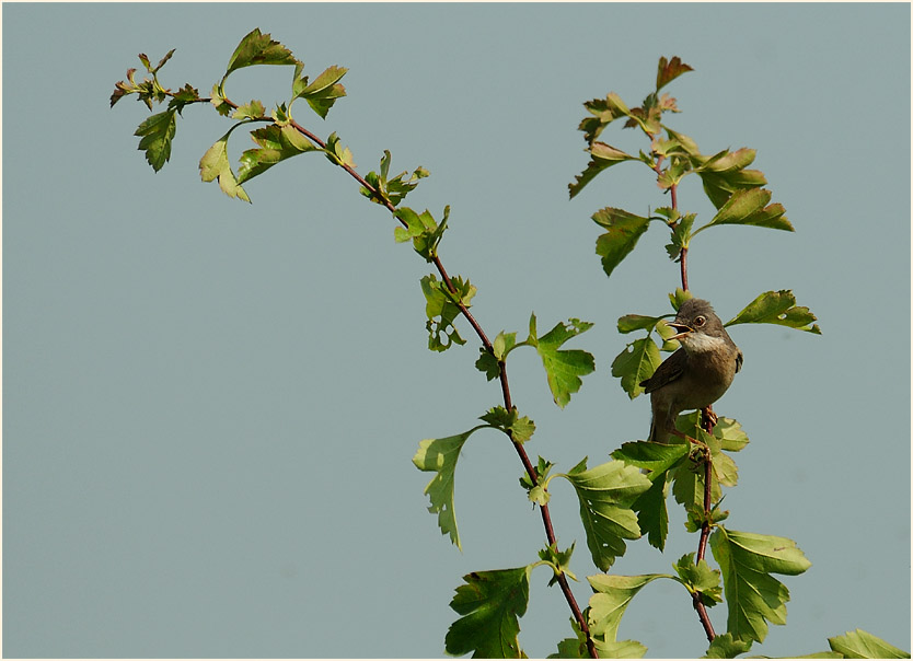 Dorngrasm&uuml;cke, Walsumer Rheinaue Duisburg