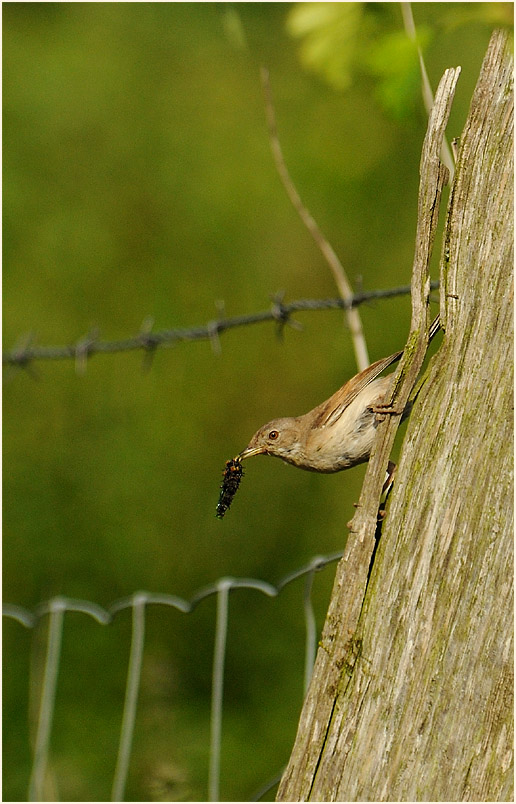 Dorngrasm&uuml;cke, Walsumer Rheinaue Duisburg