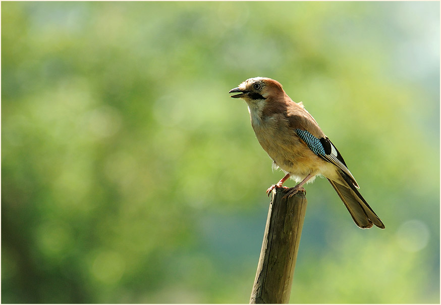 Eichelh&auml;her, Walsumer Rheinaue Duisburg