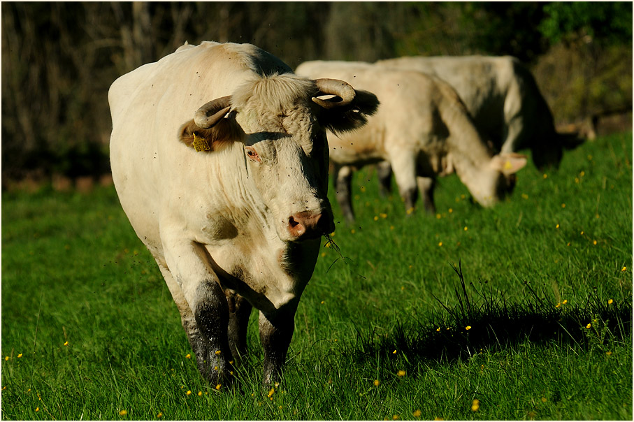 Rind, Walsumer Rheinaue Duisburg