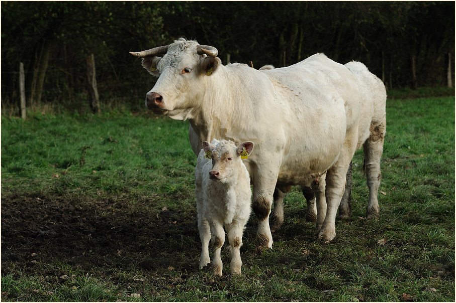 Rinder, Walsumer Rheinaue Duisburg