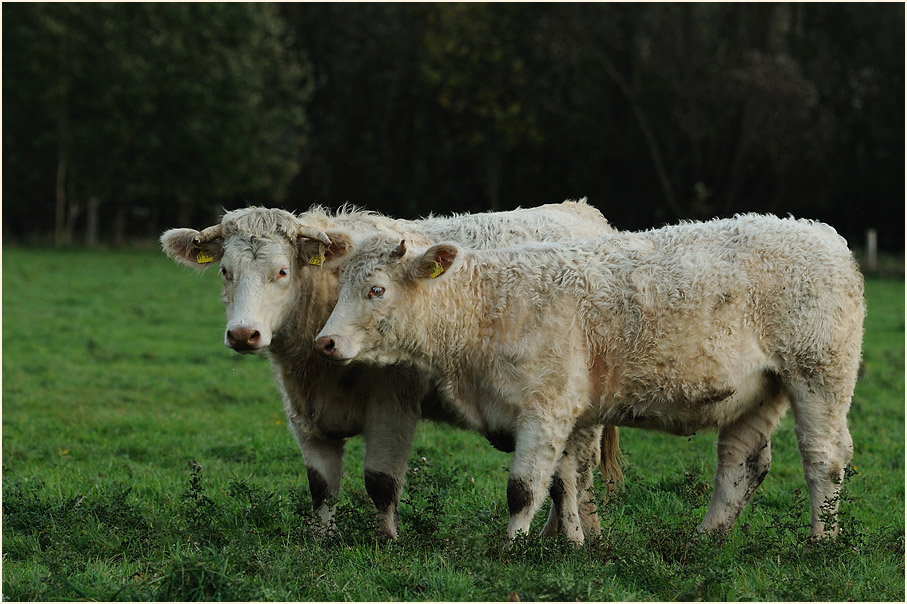 Rinder, Walsumer Rheinaue Duisburg