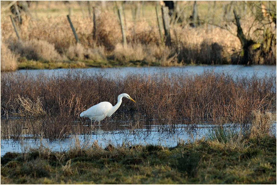 Silberreiher, Walsumer Rheinaue Duisburg