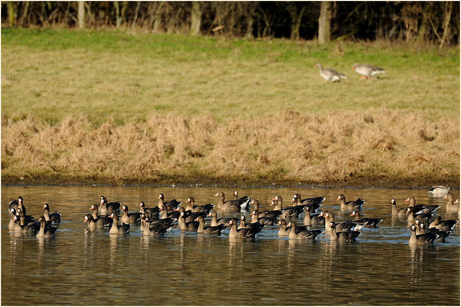 Bl&auml;&szlig;g&auml;nse, Walsumer Rheinaue Duisburg