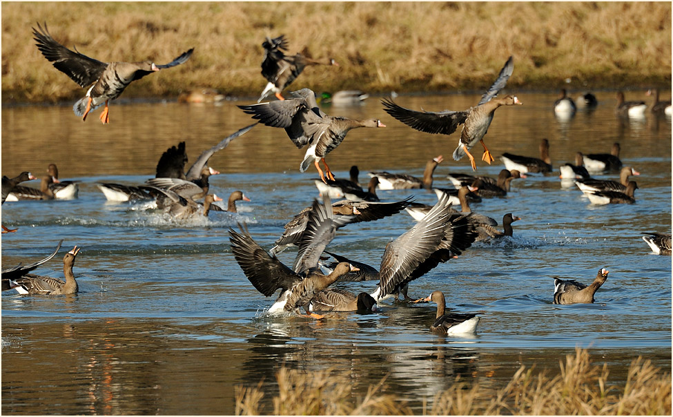 Bläßgänse, Walsumer Rheinaue Duisburg