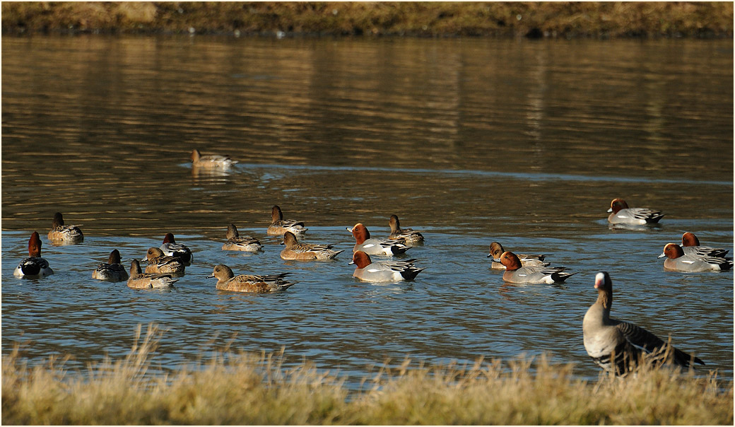 Pfeifenten, Walsumer Rheinaue Duisburg