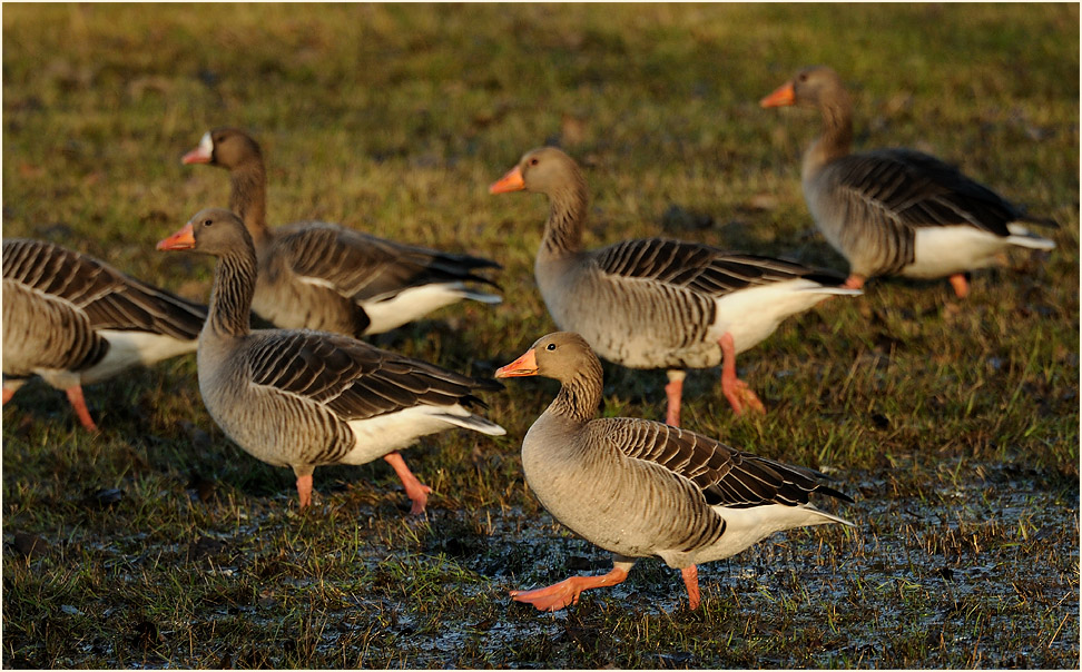 Graugänse, Walsumer Rheinaue Duisburg