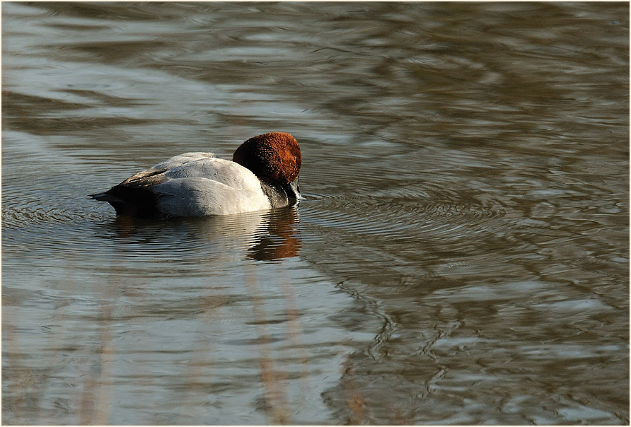 Tafelente, Walsumer Rheinaue Duisburg