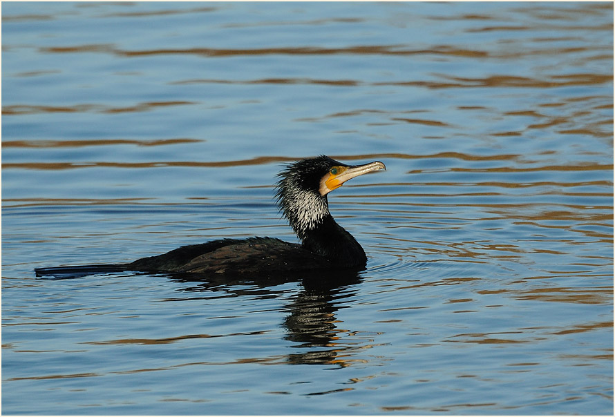 Kormoran, Walsumer Rheinaue Duisburg
