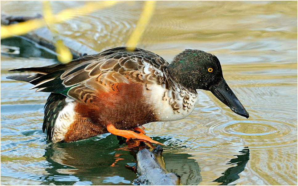 Löffelente, Walsumer Rheinaue Duisburg