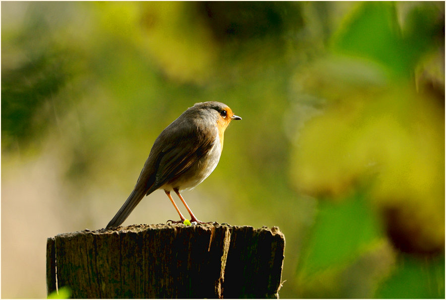 Rotkehlchen, Walsumer Rheinaue Duisburg