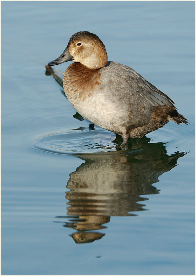Tafelente, Walsumer Rheinaue Duisburg