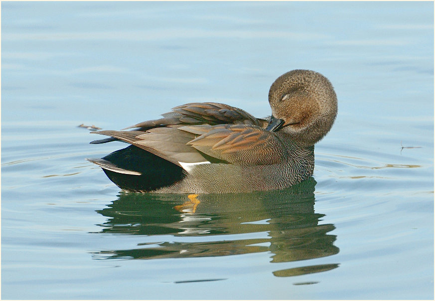 Schnatterente, Walsumer Rheinaue Duisburg