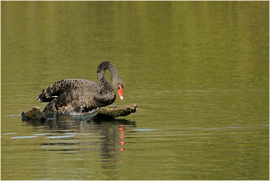 Trauerschwan, Walsumer Rheinaue Duisburg